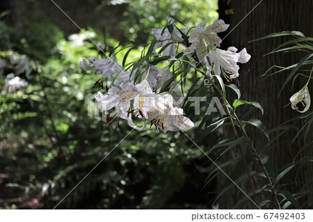 Wild lily Wild lily 67492403