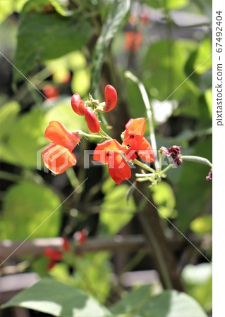 Kidney Bean Flower (Bemberlinen) 67492404