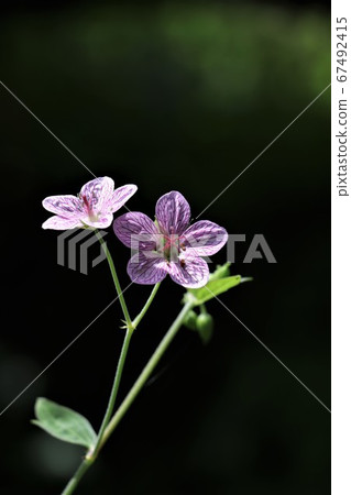 A pretty flower that blooms in summer, Bitchu Fuuro A pretty flower that blooms in summer, Bitchu Fuuro 67492415