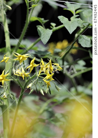 Representative tomato flower of summer vegetables Representative tomato flower of summer vegetables 67492445
