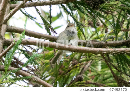 Uguisu perched on a tree branch, Minamiboso City, Chiba Prefecture, Japan Uguisu perched on a tree branch, Minamiboso City, Chiba Prefecture, Japan 67492570