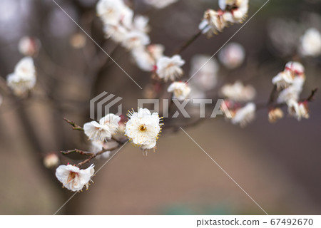 White plum blossoms in early spring in a Japanese style with beautiful branches [Flowers/plants] 67492670