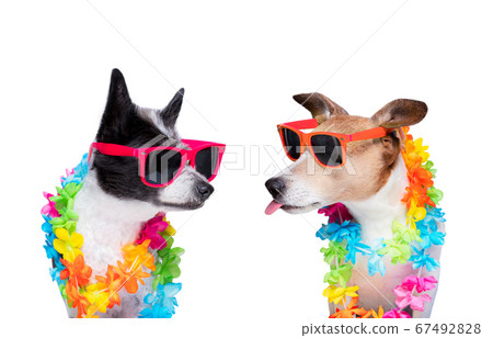 couple of two dogs in love couple of two dogs in love 67492828