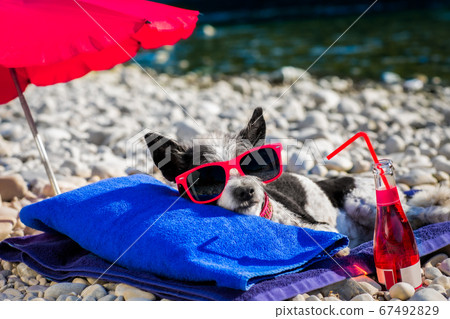 dog siesta on towel with umbrella and cocktail dog siesta on towel with umbrella and cocktail 67492829