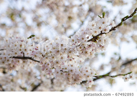 Seoul Seokchon Lake Cherry Blossoms 67492893