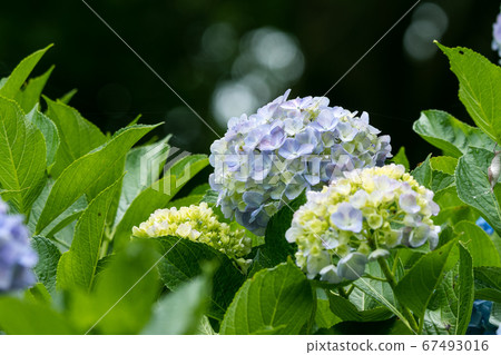 Hydrangea Flower, Minamiboso City, Chiba Prefecture, Japan Hydrangea Flower, Minamiboso City, Chiba Prefecture, Japan 67493016