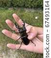 一個孩子抓到的鍬形蟲 67493164