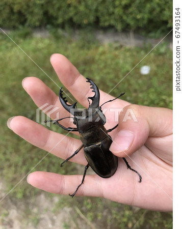 Stag beetle caught by a child Stag beetle caught by a child 67493164