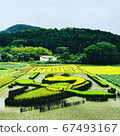 稻田水稻在稻田 67493167