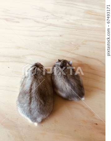 好朋友倉鼠 好朋友倉鼠 67493171