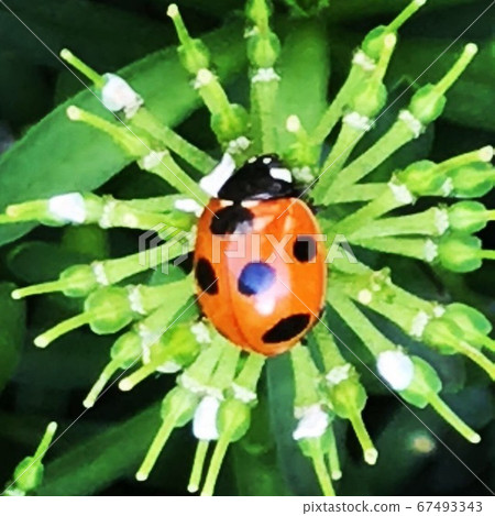 Nanahoushi ladybug playing with flowers 67493343