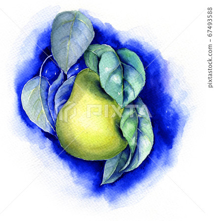 Vintage pear watercolor botanical illustration 67493588