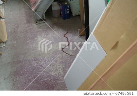 一條紅蛇Jimguri出現在房間裡 67493591