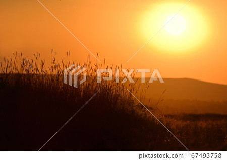 Grass Silhouetted and Sunset Light Grass Silhouetted and Sunset Light 67493758