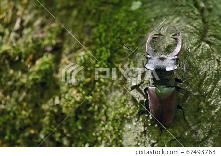 Stag Beetle Lucanus Cervus Male Stag Beetle Lucanus Cervus Male 67493763