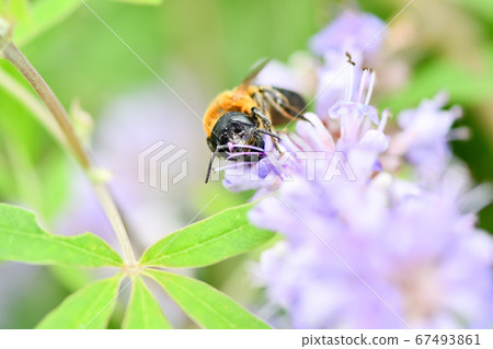 Ladybird Ladybird 67493861