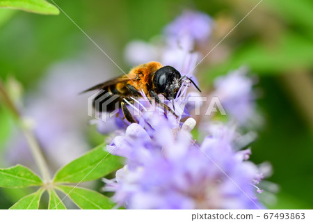 切葉蜂sculpturalis 切葉蜂sculpturalis 67493863