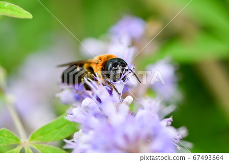 切葉蜂sculpturalis 切葉蜂sculpturalis 67493864