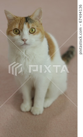 Sitting cat 67494136