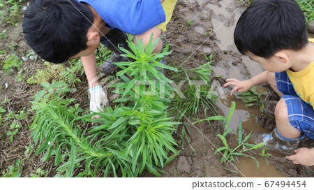 從上面尋找在泥中的兩個男孩射擊。我馬虎，用手找東西。 67494454