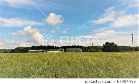 White clouds are fluffy in the blue sky on a sunny day. The meadow continues. 67494459