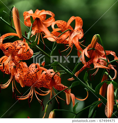 One lily Shakujii Park 67494475