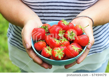 Female hands holding bowl with fresh strawberries Female hands holding bowl with fresh strawberries 67494479