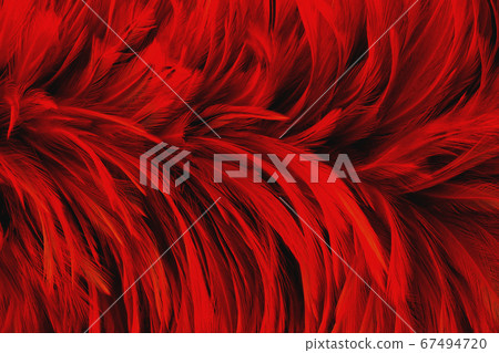 Dark red feather wing pattern texture for background and design art work. Dark red feather wing pattern texture for background and design art work. 67494720