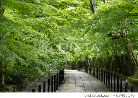 Fresh green Komyoji temple in Nagaokakyo city Fresh green Komyoji temple in Nagaokakyo city 67495176