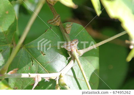 Adults of Beck's peach perching on the stem of weeds Adults of Beck's peach perching on the stem of weeds 67495262