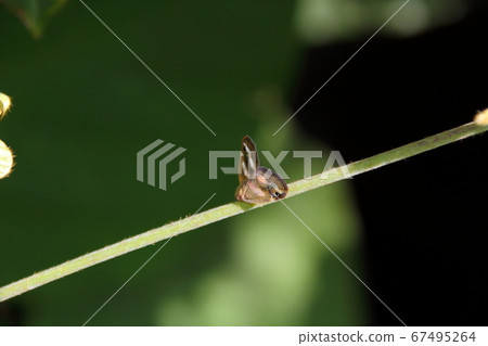 Adults of Beck's peach perching on the stem of weeds Adults of Beck's peach perching on the stem of weeds 67495264