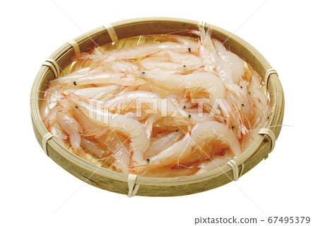 白蝦02（通過） 67495379