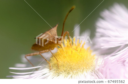 The horned beetle that came to Harzion 67495562