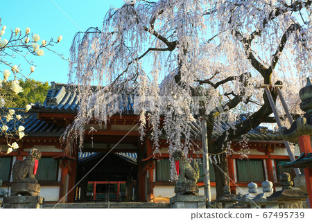 姬路神社的垂枝櫻花（奈良縣奈良市） 67495739