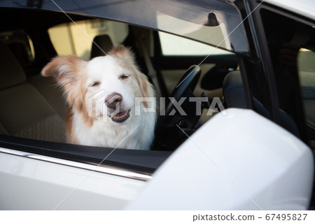 搞笑的臉邊境牧羊犬 搞笑的臉邊境牧羊犬 67495827
