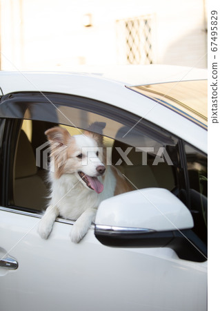 博德牧羊犬使人露出窗戶 博德牧羊犬使人露出窗戶 67495829