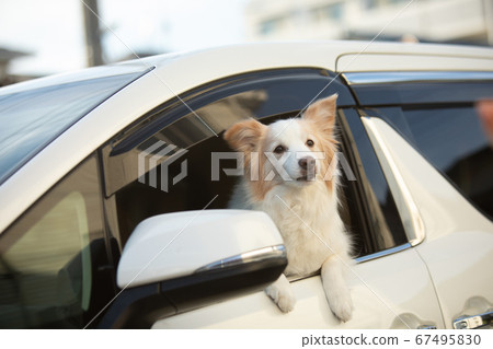 博德牧羊犬使人露出窗戶 博德牧羊犬使人露出窗戶 67495830