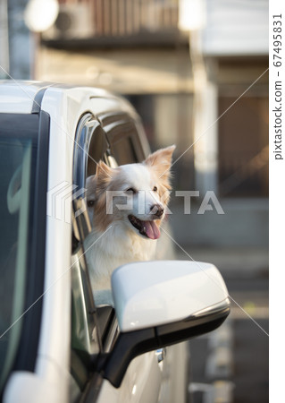 博德牧羊犬使人露出窗戶 67495831