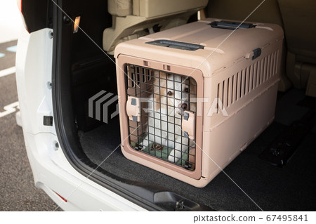 邊境牧羊犬 邊境牧羊犬 67495841