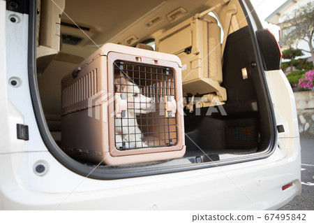 Border collie in the gauge Border collie in the gauge 67495842