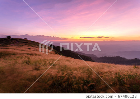 silhouette tropical grass flower on sunset silhouette tropical grass flower on sunset 67496128
