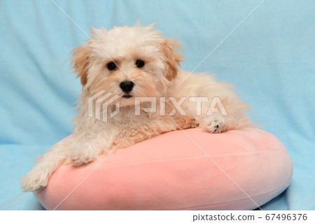 Marupu Marupu 67496376