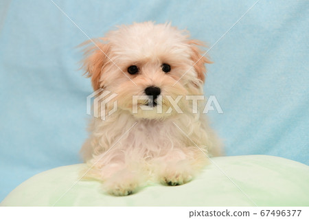 Mulpu Mulpu 67496377