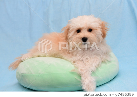 Marupu Marupu 67496399