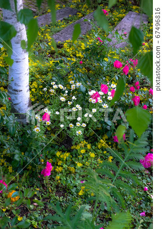 Short summer flowers in northern country 67496816