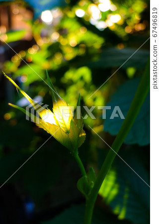 在北部國家的夏季短花 在北部國家的夏季短花 67496819