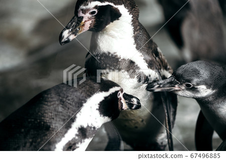 Group of penguins in zoo posing to the camera 67496885
