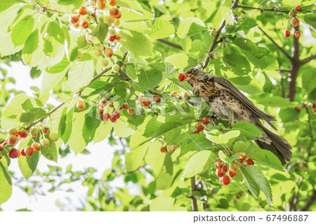 Big bird eat cherries on the tree in the garden Big bird eat cherries on the tree in the garden 67496887
