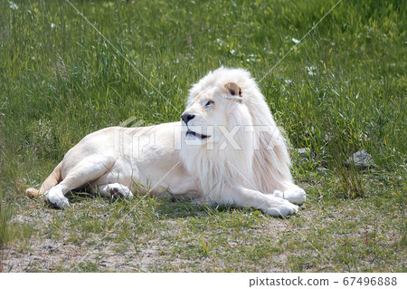 White lion lying on the green grass White lion lying on the green grass 67496888