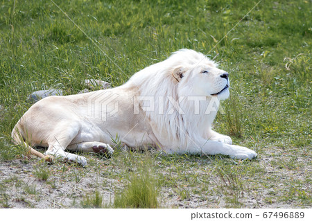 White lion lying on the green grass White lion lying on the green grass 67496889